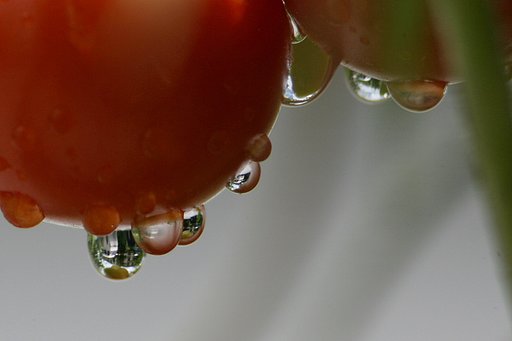 【伝】The world in the drop of water