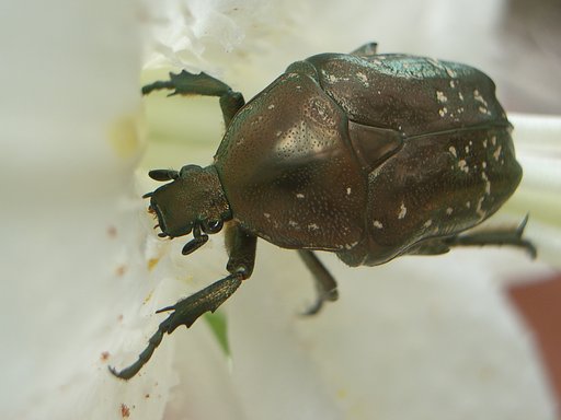 らんち　デ　カサブランカ
