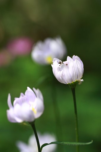 ひょっこり