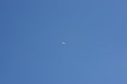 あっ白影が飛んでる！