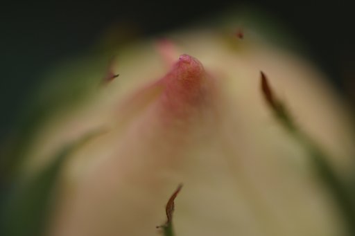 薔薇