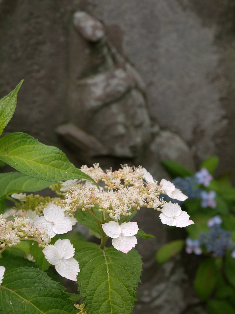 能護寺のアジサイ