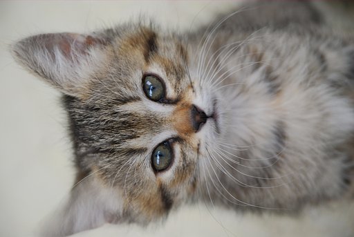 ネコ