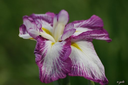 花菖蒲