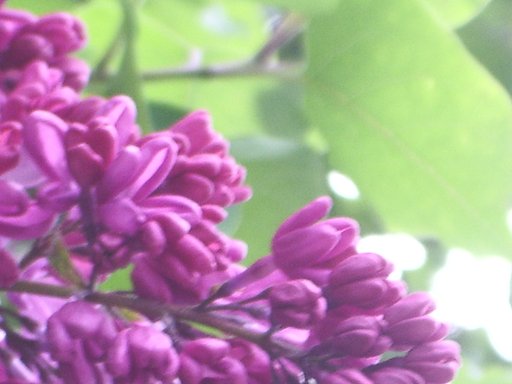 花が咲く頃
