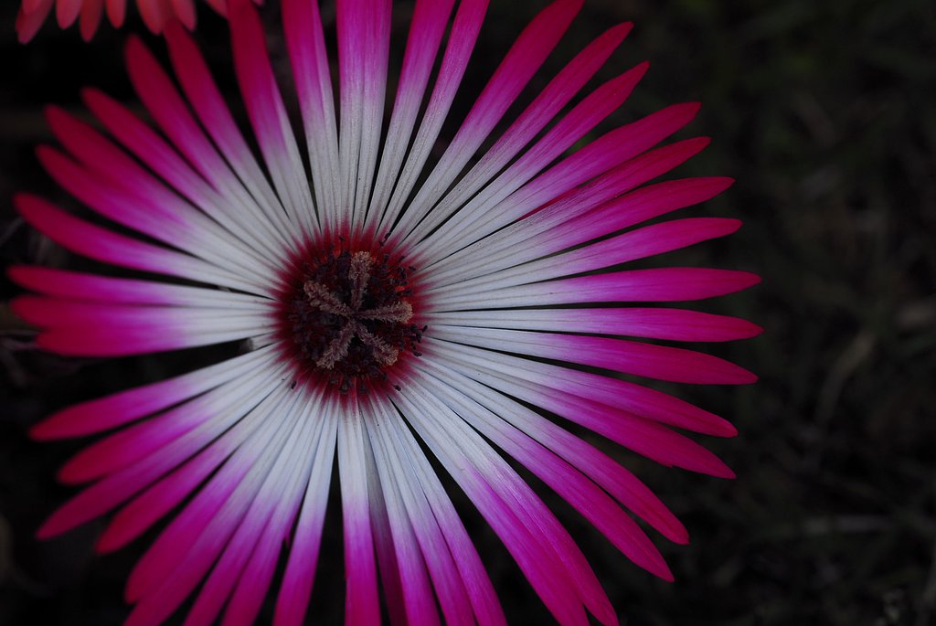 打上げ花火