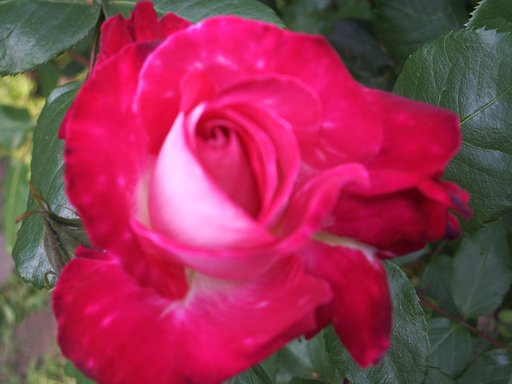 赤い薔薇