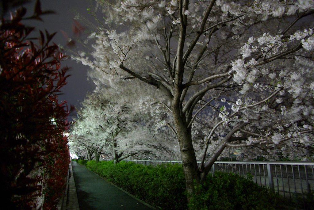 夜桜にSR