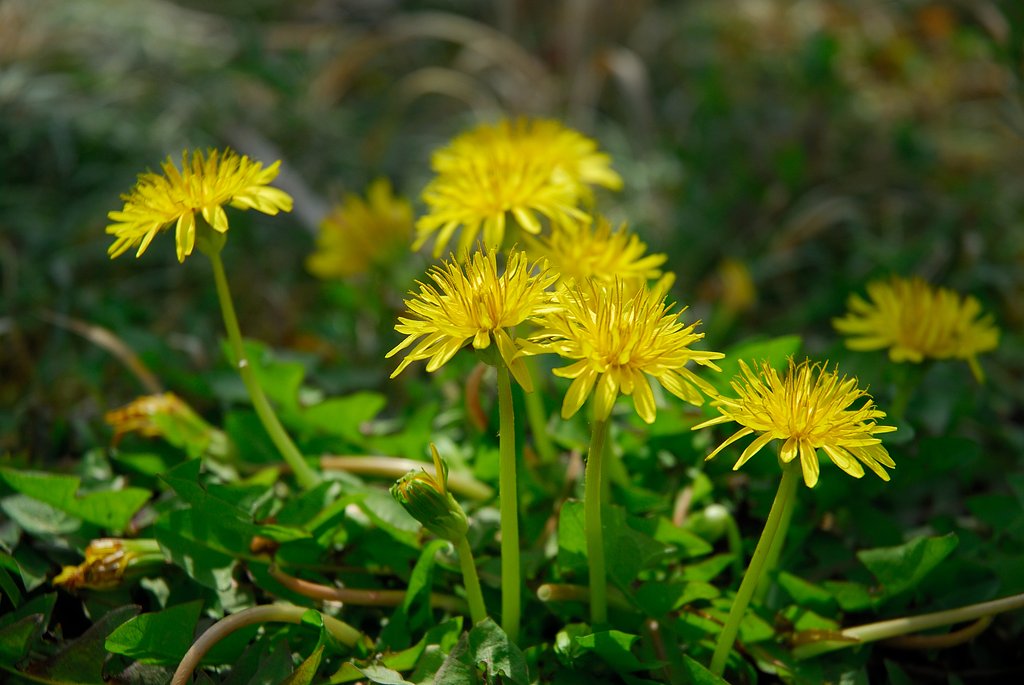 たんぽぽの花