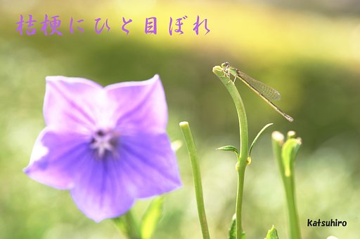 ひと目ぼれ