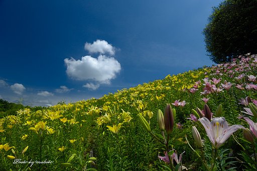 ユリの丘・・