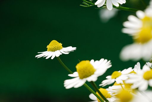 カモミール