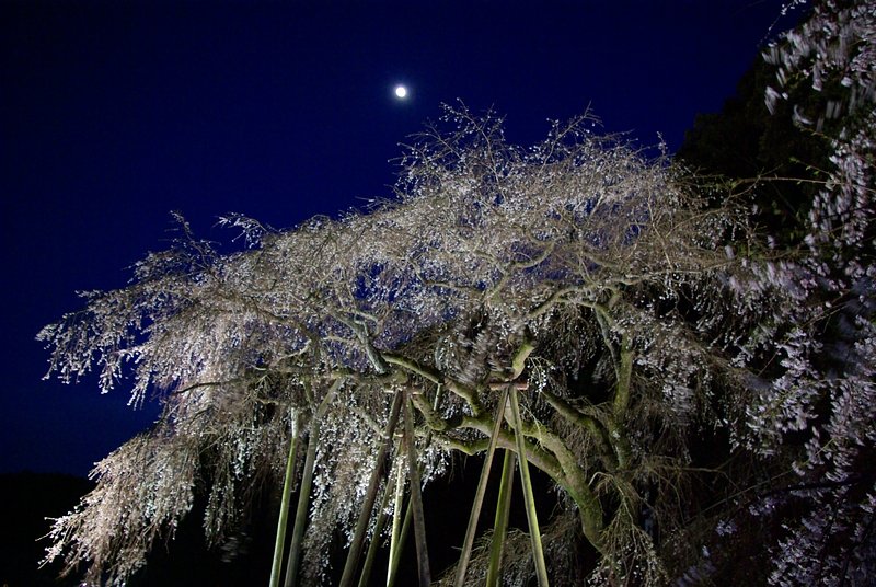 月としだれ桜