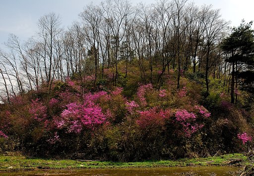 山つつじの咲くころ