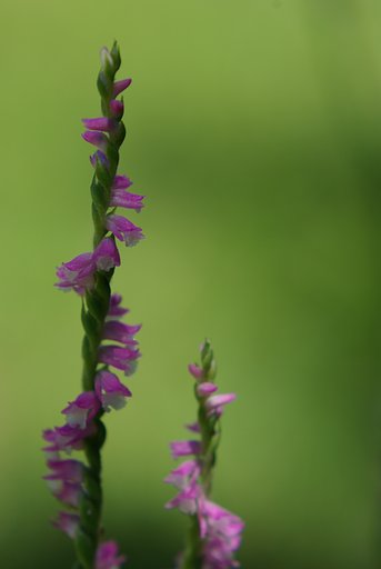 ねじ花
