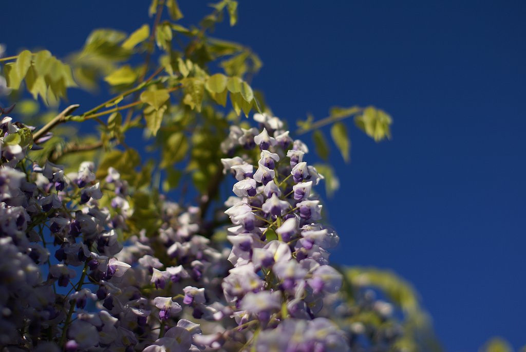 ふじの花