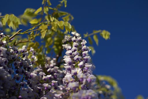ふじの花