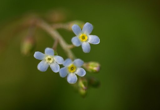 胡瓜草