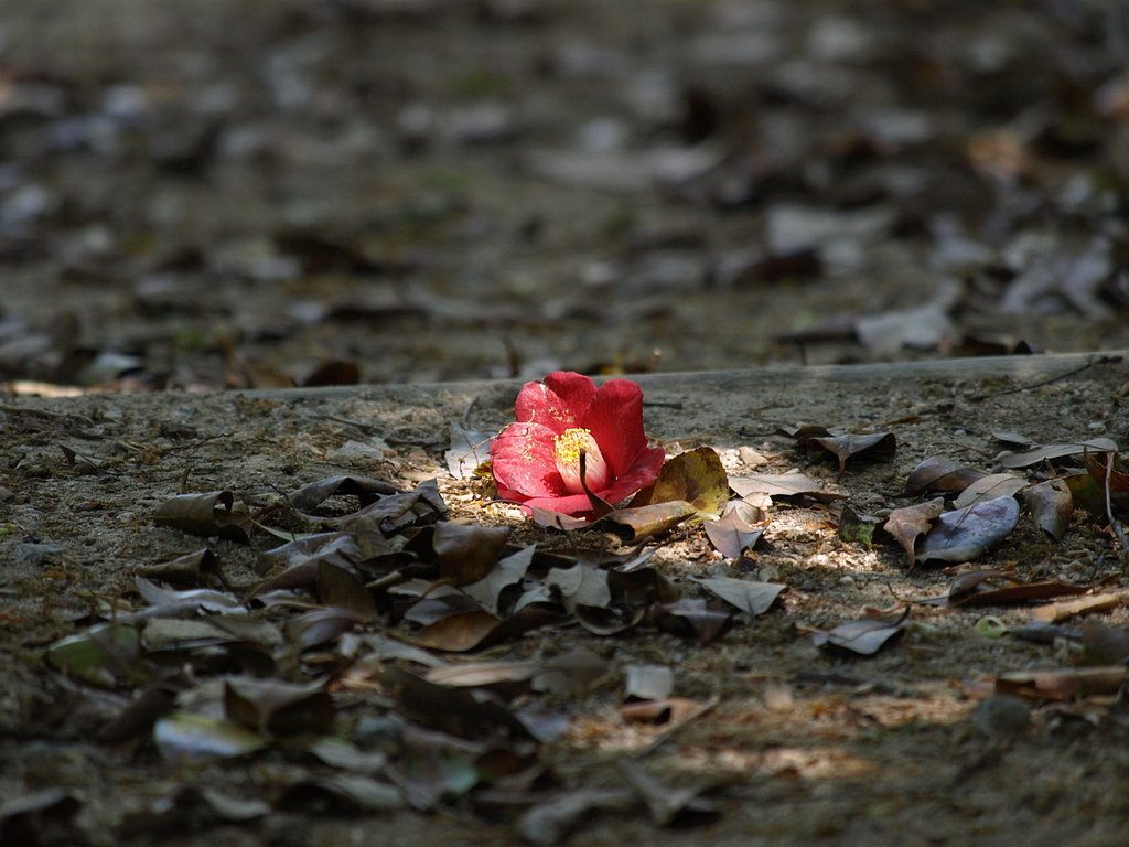 傷んだ花も