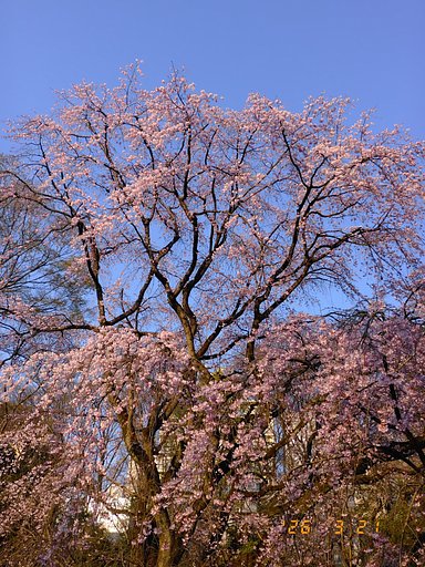 夕暮れの枝垂れ桜
