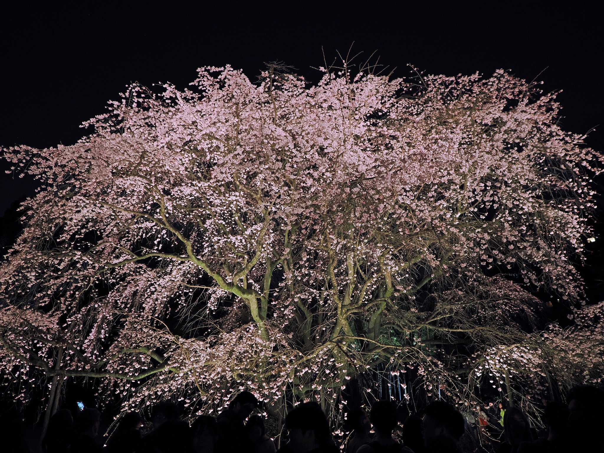 花灯り