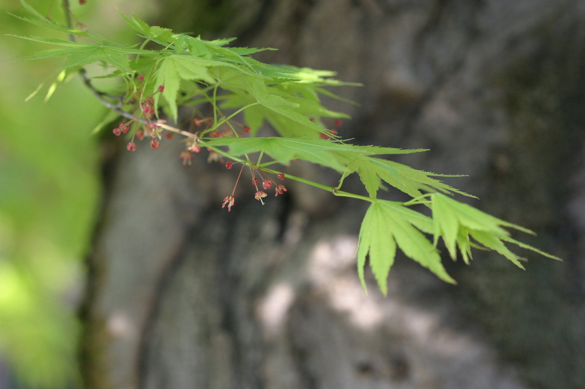 切り取り方