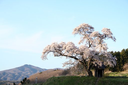 小沢の桜