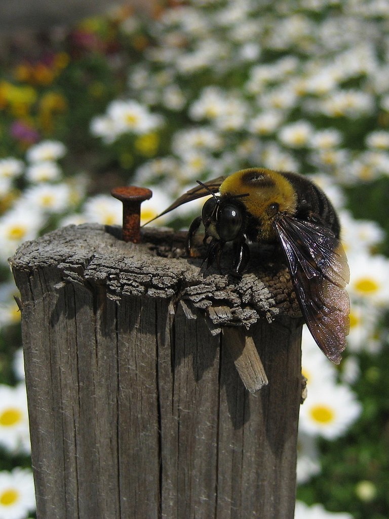 杭に乗っけて‥