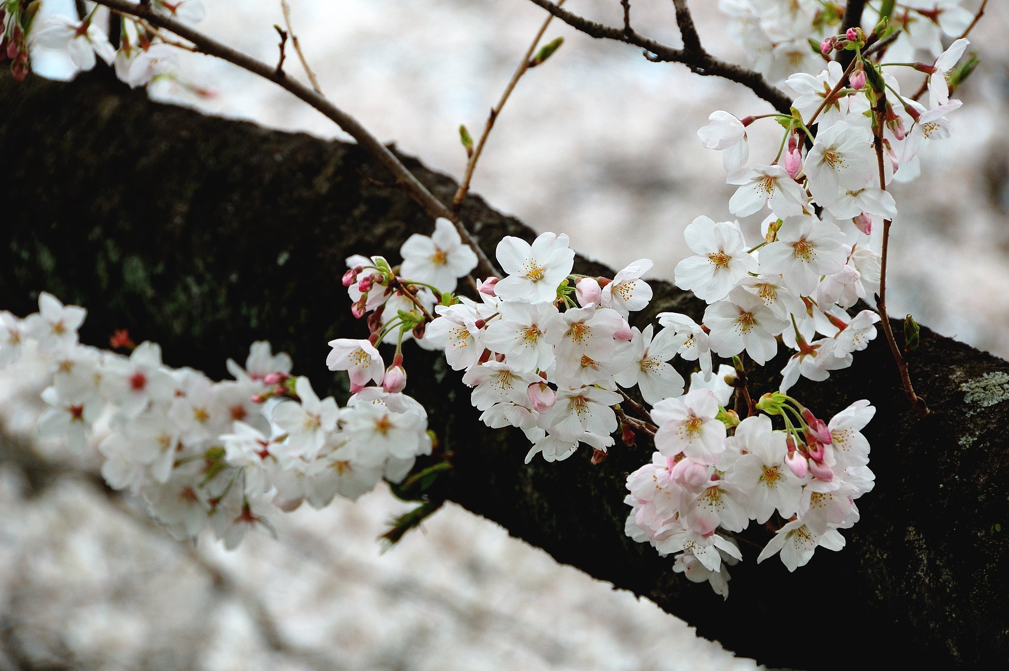 山北の桜