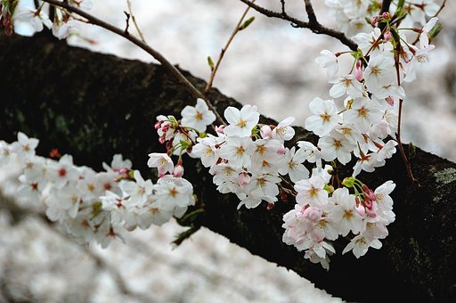 山北の桜