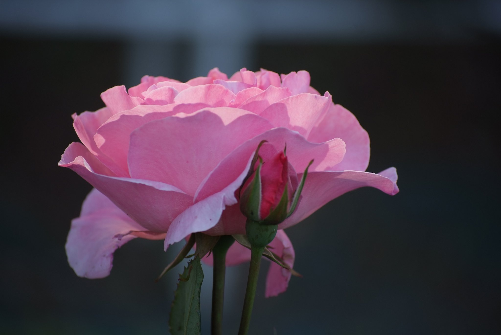 女王という名の花