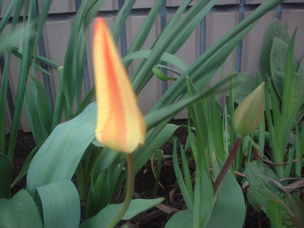 薔薇かなぁ？