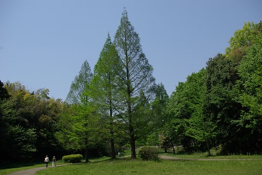 何の木でしょう？