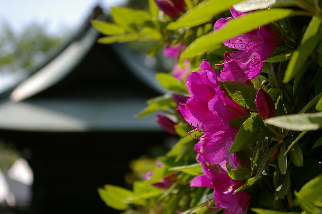 咲き終わりの花