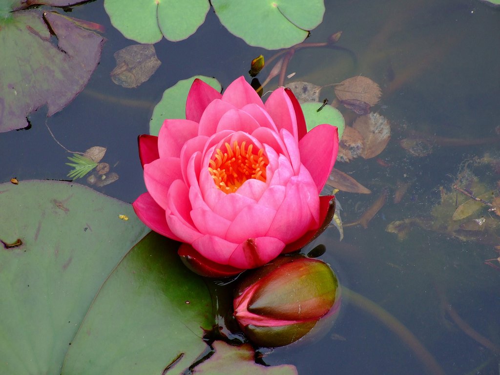 蓮華