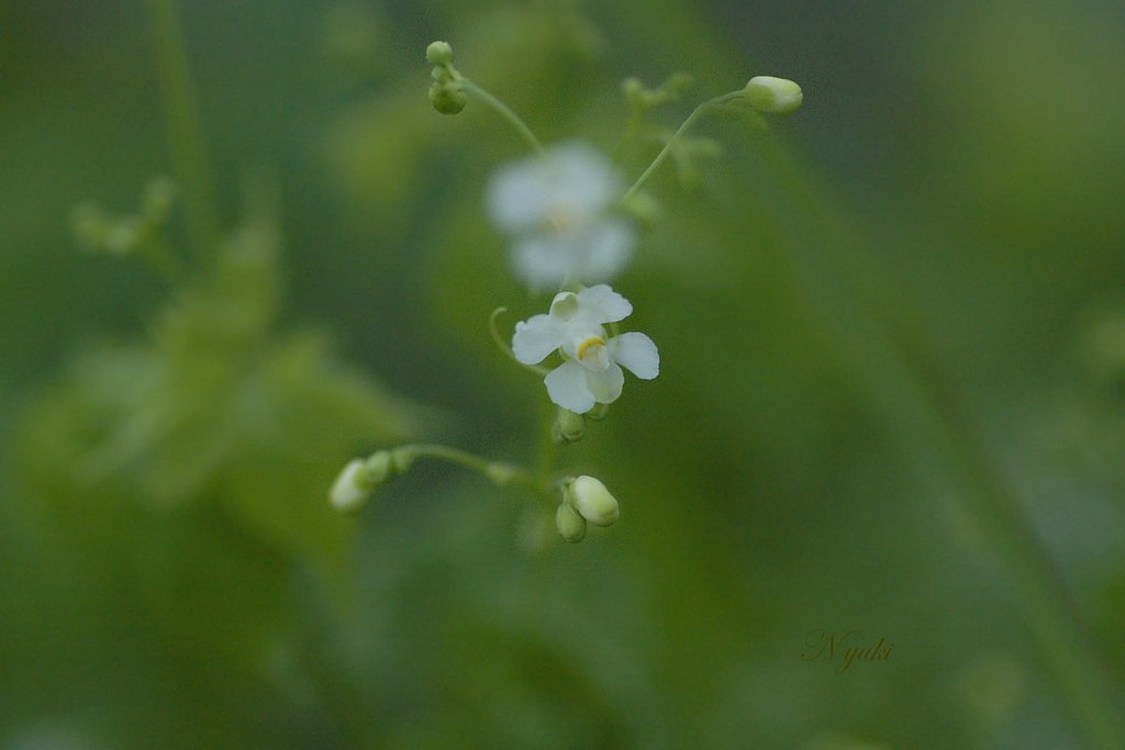 小さな花