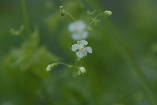 小さな花