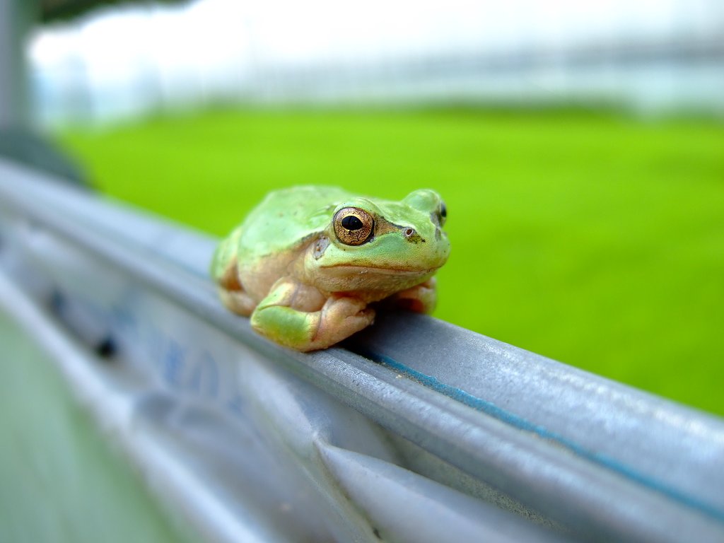 かえる君・・・
