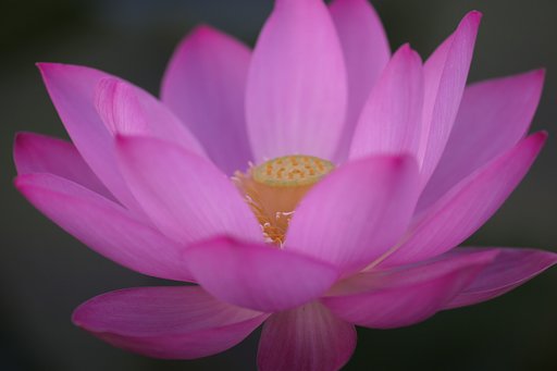 蓮