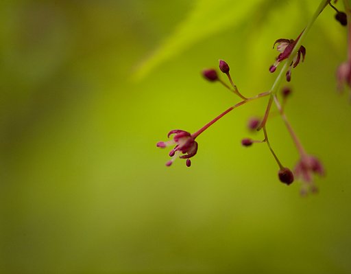 もみじの花