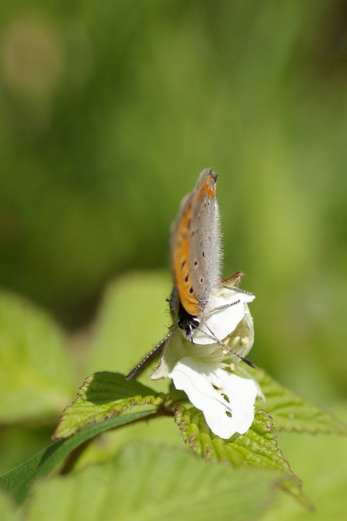 ちょう〜っとひとやすみ