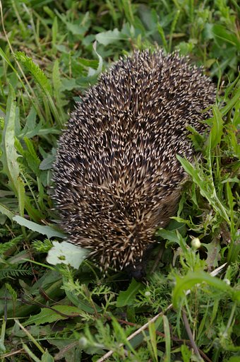 Hedgehog