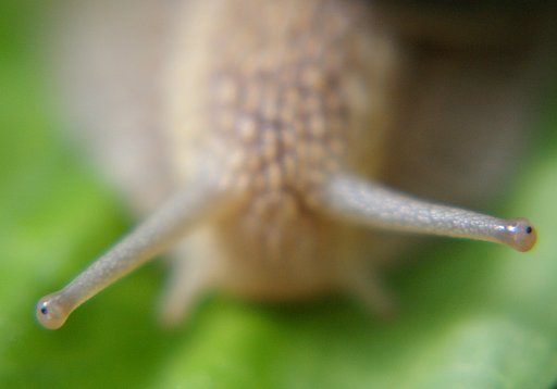 カタツムリの目（Oczy slimaka）