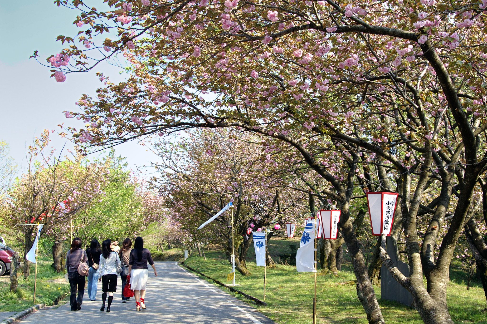 心はウキウキ桜色２（空の色補正）