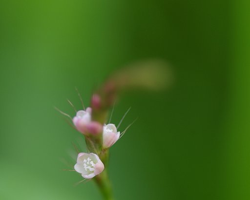 タデ