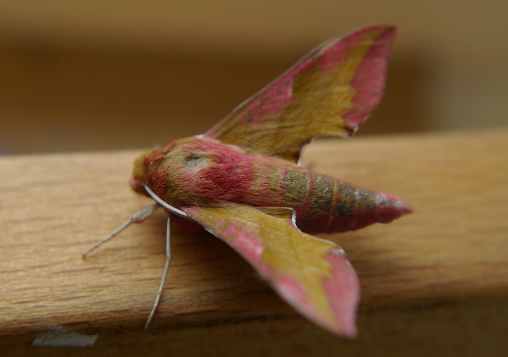 Moth