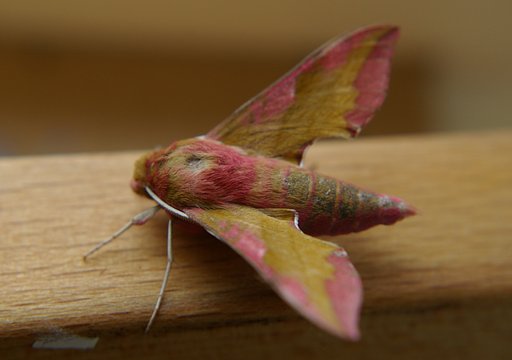 Moth