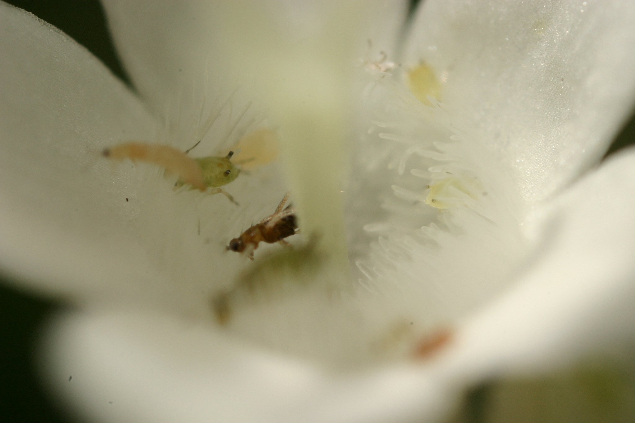 ｍａｃｒｏ　ｗｏｒｌｄ　ｉｎ　ｆｌｏｗｅｒ
