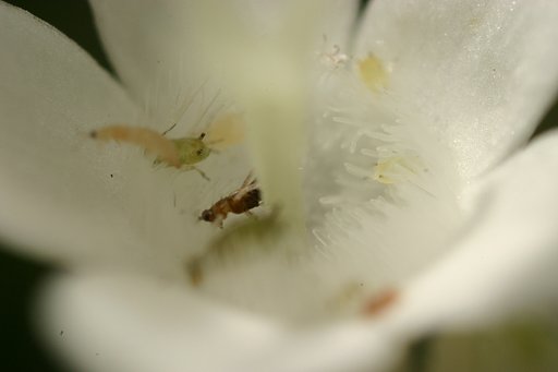ｍａｃｒｏ　ｗｏｒｌｄ　ｉｎ　ｆｌｏｗｅｒ