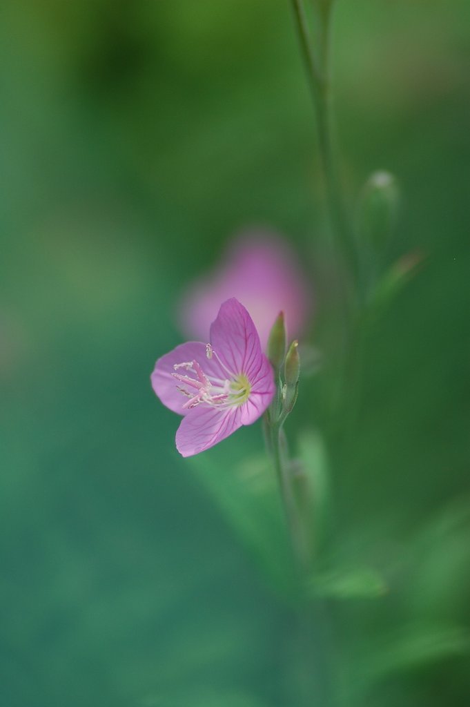 昨日、校庭で。